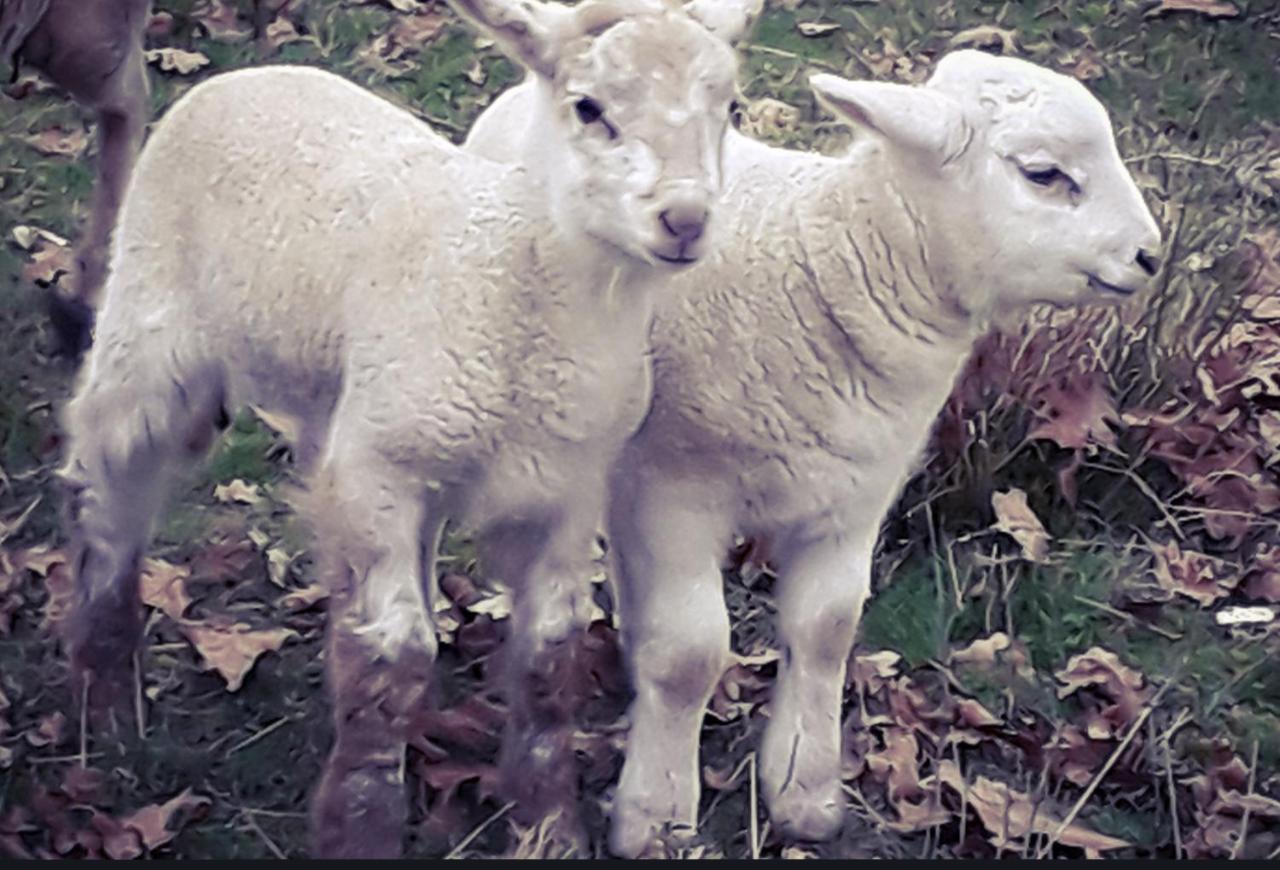 Ecogite Rural La Cle Des Champs Peyrelongue-Abos Bagian luar foto